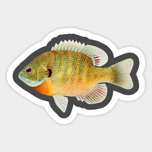 Bass Fish Illustration Sticker by pocketlama